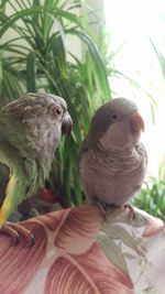 Close-up of parrot perching on plant