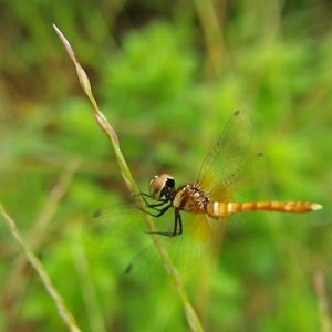 Close-up of insect on leaf