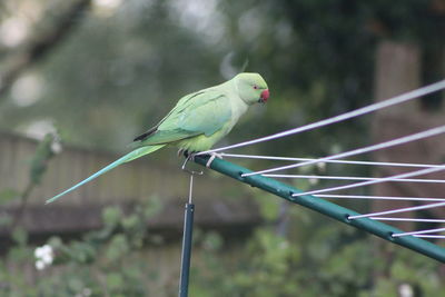 Close-up of bird perching on washing line