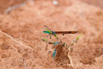 Beautiful butterfly