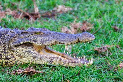 Side view of a reptile on grass