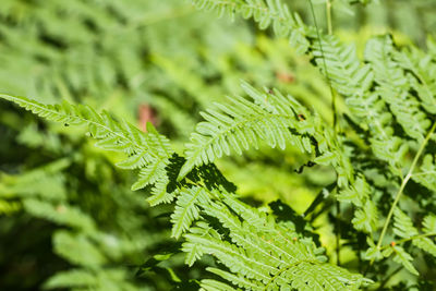 Fern plants