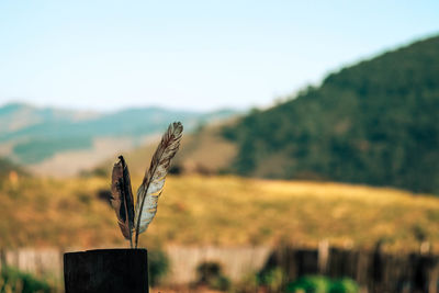 Close-up of plant on wooden post on field against sky