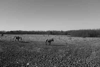 Horses on field against clear sky