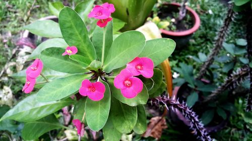 Close-up of pink flowers