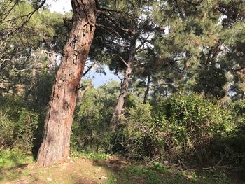 Low angle view of trees in forest