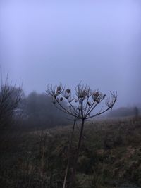 Bare tree on field against clear sky