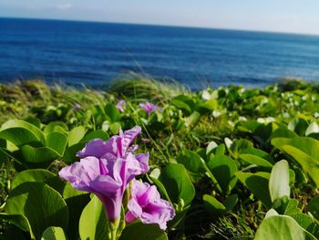 Close-up of purple flowering plant in sea