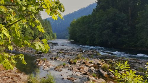 Scenic view of river flowing in forest