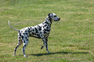 View of a dog on field