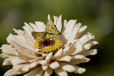 Close-up of bee on white flower