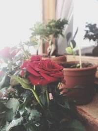 Close-up of red rose flower pot on potted plant