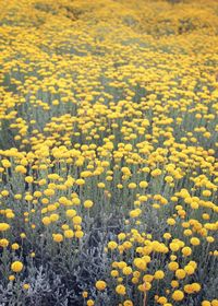 High angle view of yellow flowering plants on field