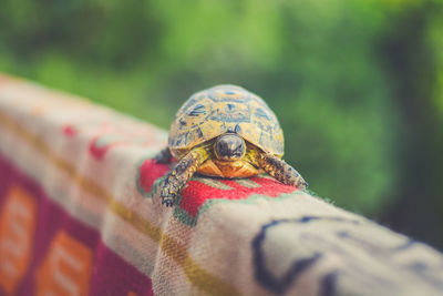 Close-up of turtle hatching on railing