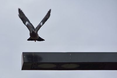 Low angle view of bird flying against sky