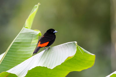 Close-up of bird perching on leaf