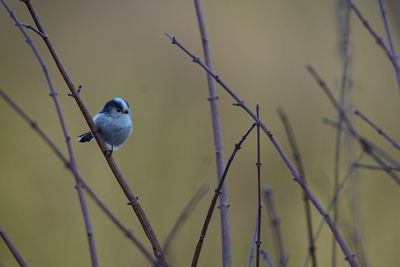 Close-up of bird perching on branch