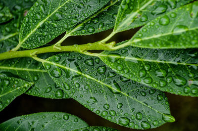 High angle view of water drops on plant