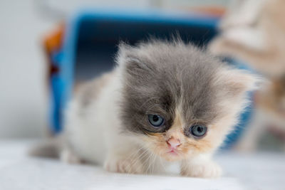Close-up portrait of cat