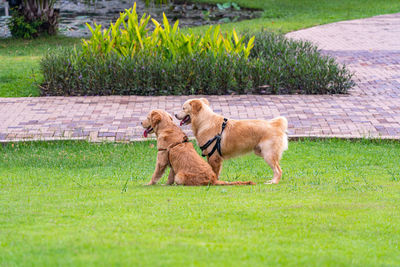 View of a dog on landscape