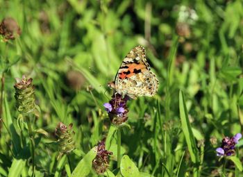 Close-up of butterfly pollinating on purple flower