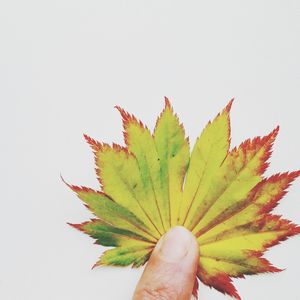 Close-up of hand holding leaf over white background