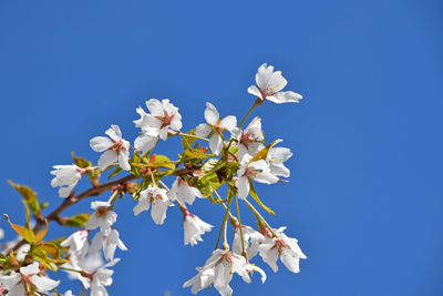 Low angle view of white flowers blooming against blue sky