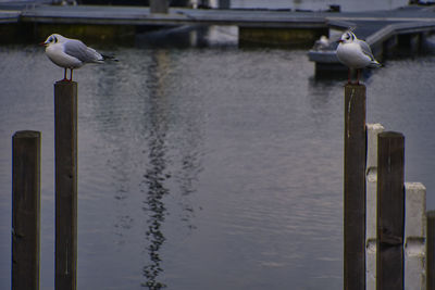 Seagull perching on wooden post