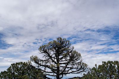 Low angle view of trees against cloudy sky