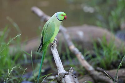 Close-up of a bird perching on plant