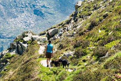 Rear view of person walking with dog on mountain