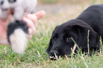 Cute portrait of an 8 week old black labrador puppy looking at a cuddly toy in it's owners hand
