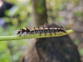 Close-up of caterpillar on plant