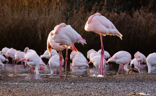 View of flamingos drinking water