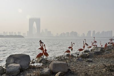 View of birds in city at waterfront