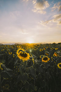 Scenic view of sunflower field against sky during sunset