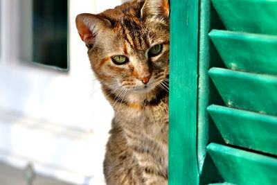 Close-up portrait of tabby cat