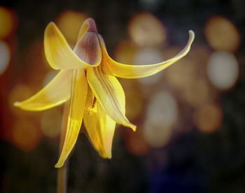 Close-up of yellow flower against blurred background