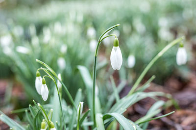 Close-up of flower in grass