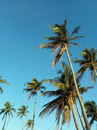 Low angle view of coconut palm tree against clear blue sky