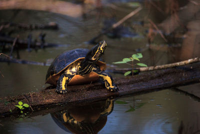 Close-up of turtle in water