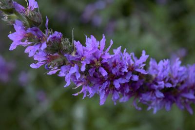 Close-up of purple flowering plant
