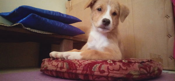 Portrait of dog sitting at home