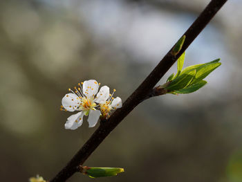 Close-up of white cherry blossom