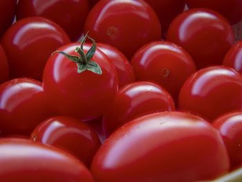 Close-up of tomatoes