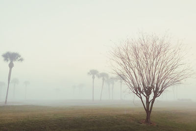 Trees on field against sky