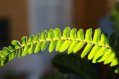 Close-up of fern leaves