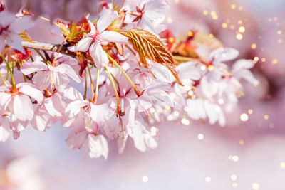 Close up photo of cherry blossoms brunch with bokeh.