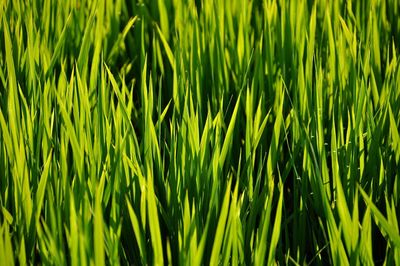 Full frame shot of rice field