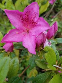 Close-up of pink rose flower